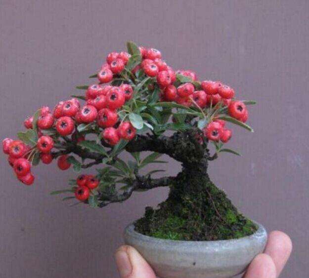 火棘盆景如何养护,火棘分有刺和无刺哪种能做盆景