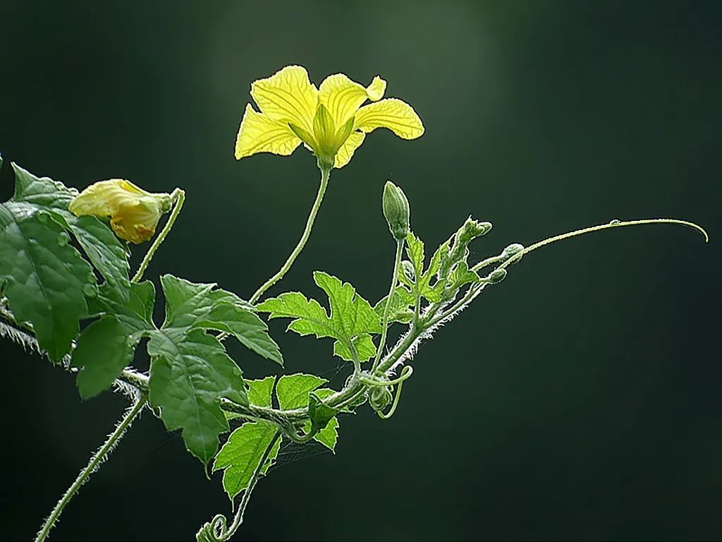 苦瓜开花坐果长不大怎么回事,苦瓜为什么老是开雄花不开雌花
