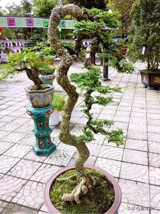 清香木黄叶掉叶子怎么回事,清香木盆景黄叶掉叶