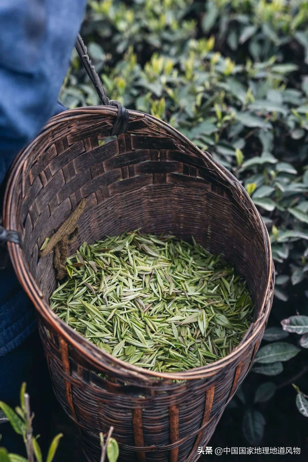 中国茶叶分布图,中国茶区详细分布图