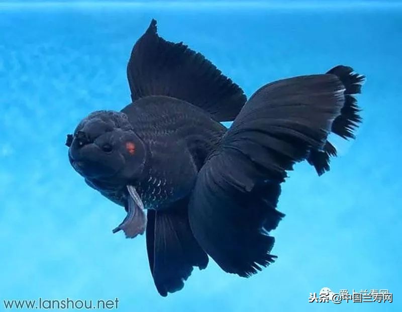 十大最稀有的金鱼品种,比较大的金鱼品种有哪些