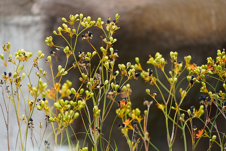 索尼fe50mmf2.5gm测评,索尼fe24f1.4gm大师镜头评测