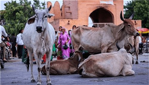 “印度牛人”帕萨纳：44岁富豪抛妻弃子，只为把心爱的母牛娶回家