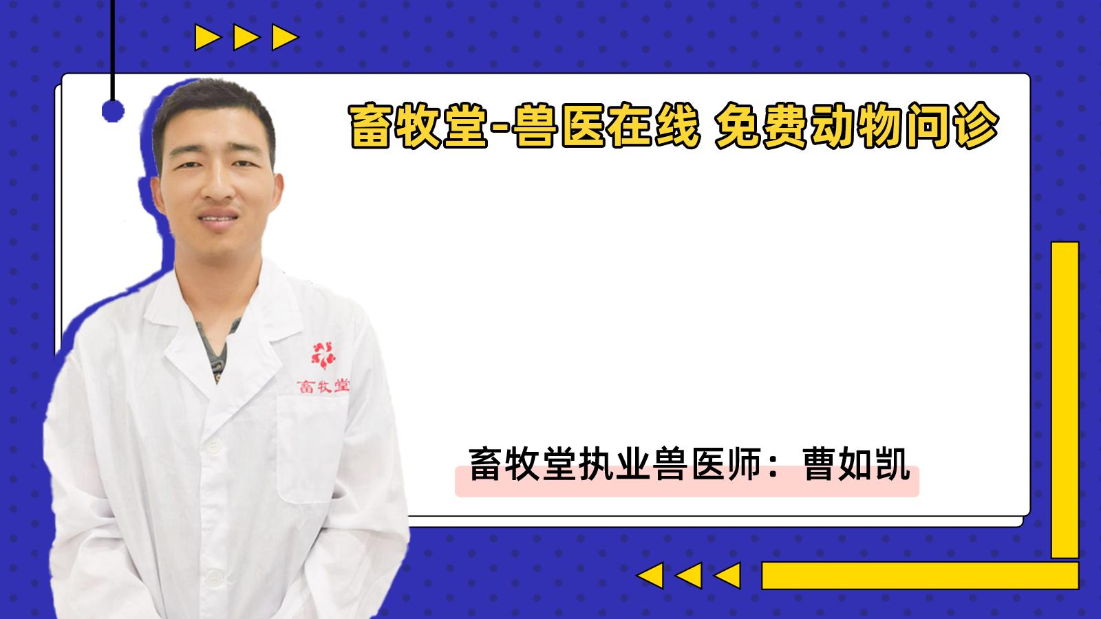 小猪呕吐怎么治疗,小猪反胃呕吐怎么治疗