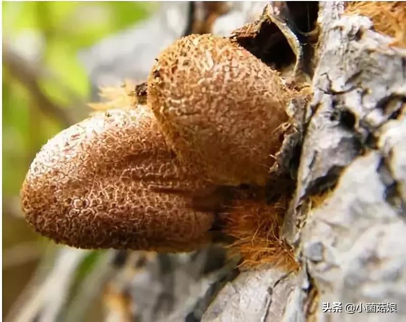 野生蘑菇是怎么长出来的,野生蘑菇是怎么样长出来的