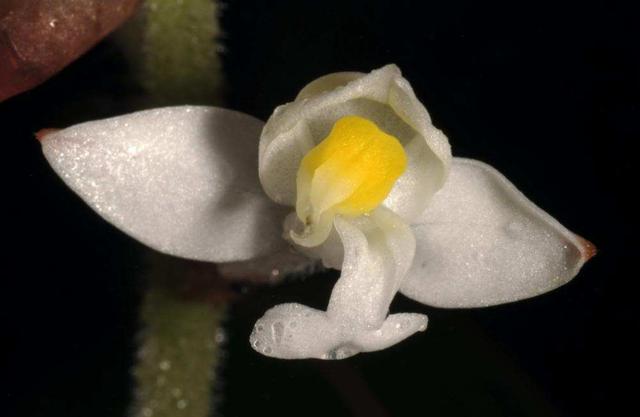 血叶兰与金线莲区别,金线莲血叶兰的养殖方法