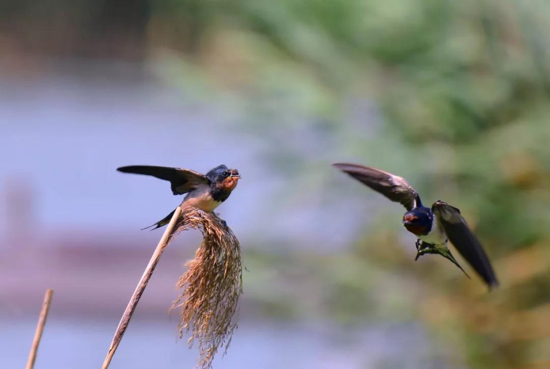 迟子建散文经典美句摘抄,好时光悄悄溜走迟子建