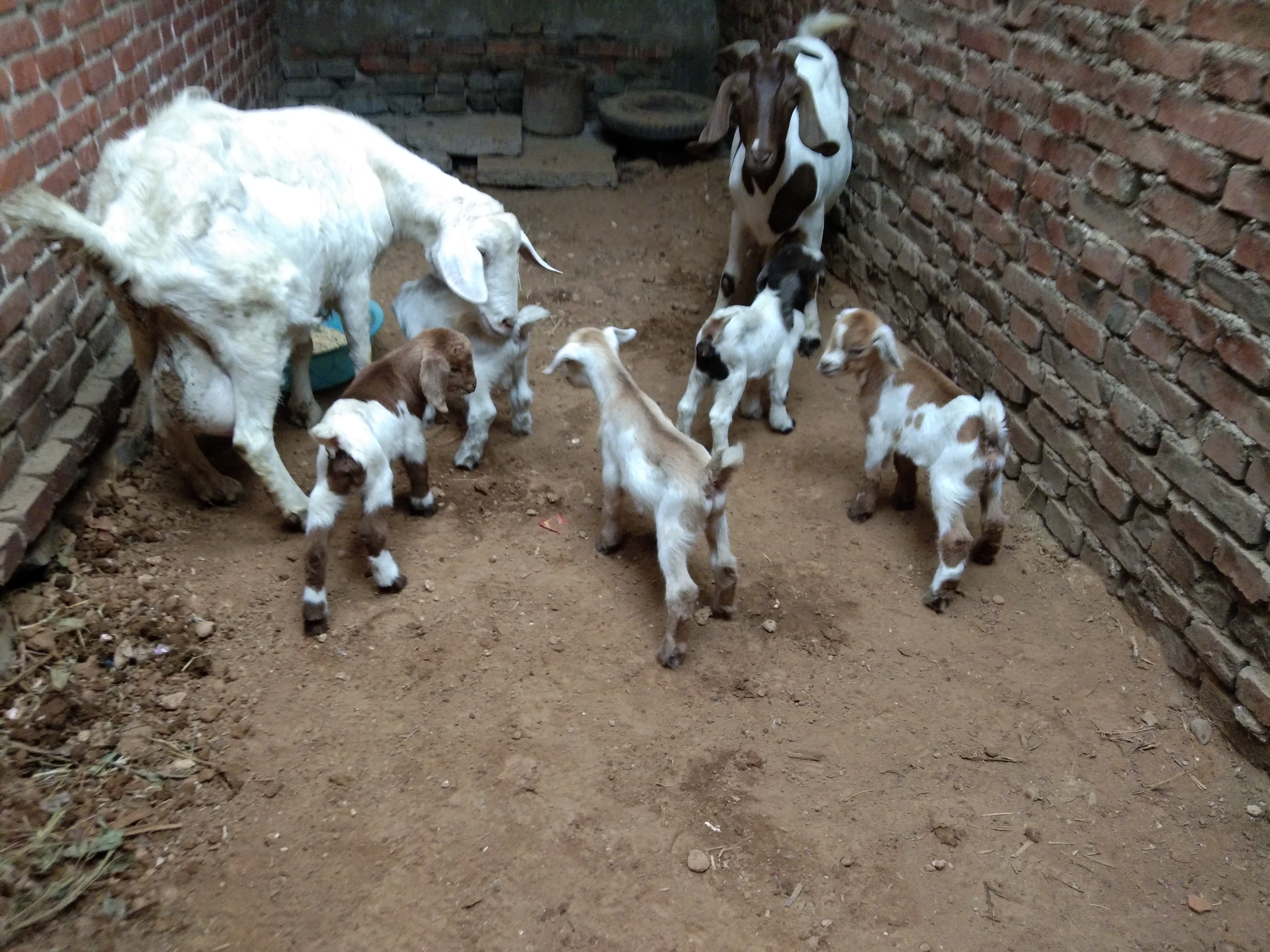 养羊人常用的几种药物汇总，家中常备，以防不时之需（上）