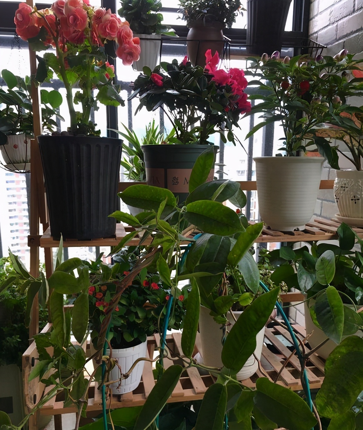 核桃便宜还用化肥吗,核桃皮炒熟捣碎后发酵做花肥好吗