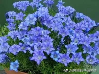 各种花的花语文案,花的花语100种