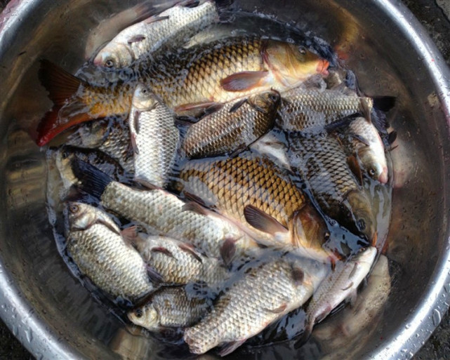 一种神奇钓法世代相传能钓各种鱼,四川钓谷麦的正确方法