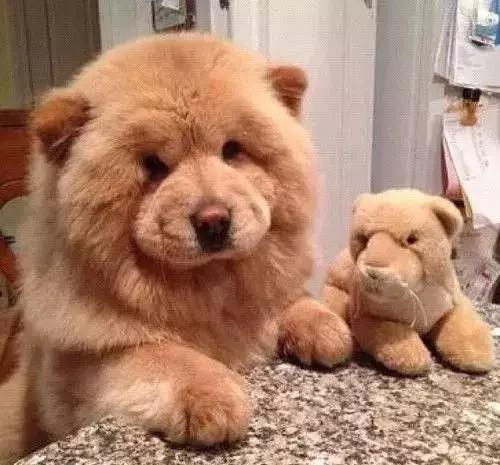 中国本土最古老的犬种之一,最古老的犬种是什么