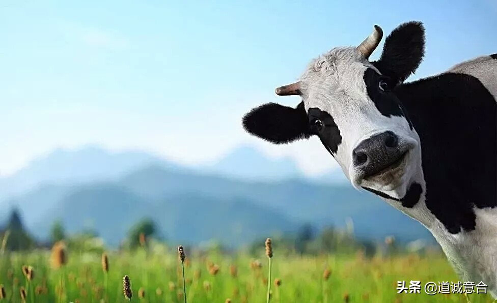 *疆新**农场的牛奶，奶味浓香到治愈全世界！每次都想去舔下瓶盖。