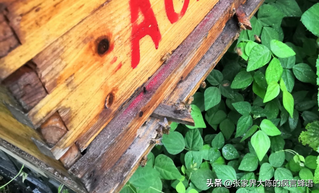 意蜂盗中蜂为什么中蜂不抵抗,中蜂养殖经常死蜂怎么办