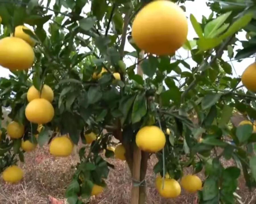 清远冬季水果,清远冬季水果采摘