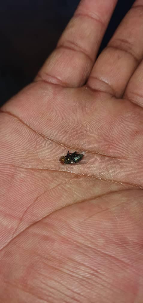 大马消防员接紧急报警称“野兽”被困，全副武装出警发现是只苍蝇