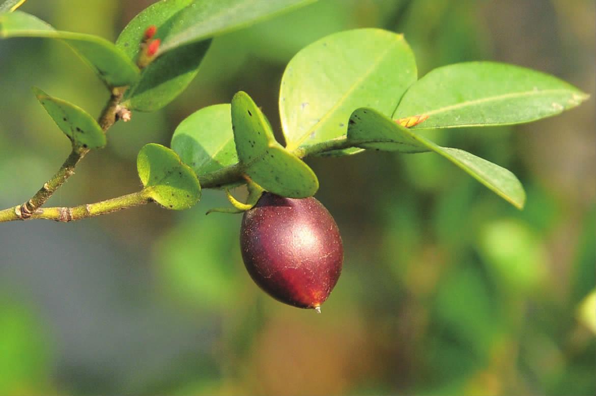 小叶紫檀盆景和黑骨茶盆景的区别,小果柿黑骨茶