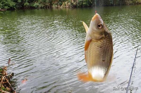 揭秘钓鱼小药的味型,钓鱼小药使用基础知识有哪些内容