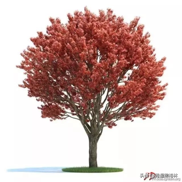 山海经中的扶桑与青铜神树,山海经扶桑树是史前文明