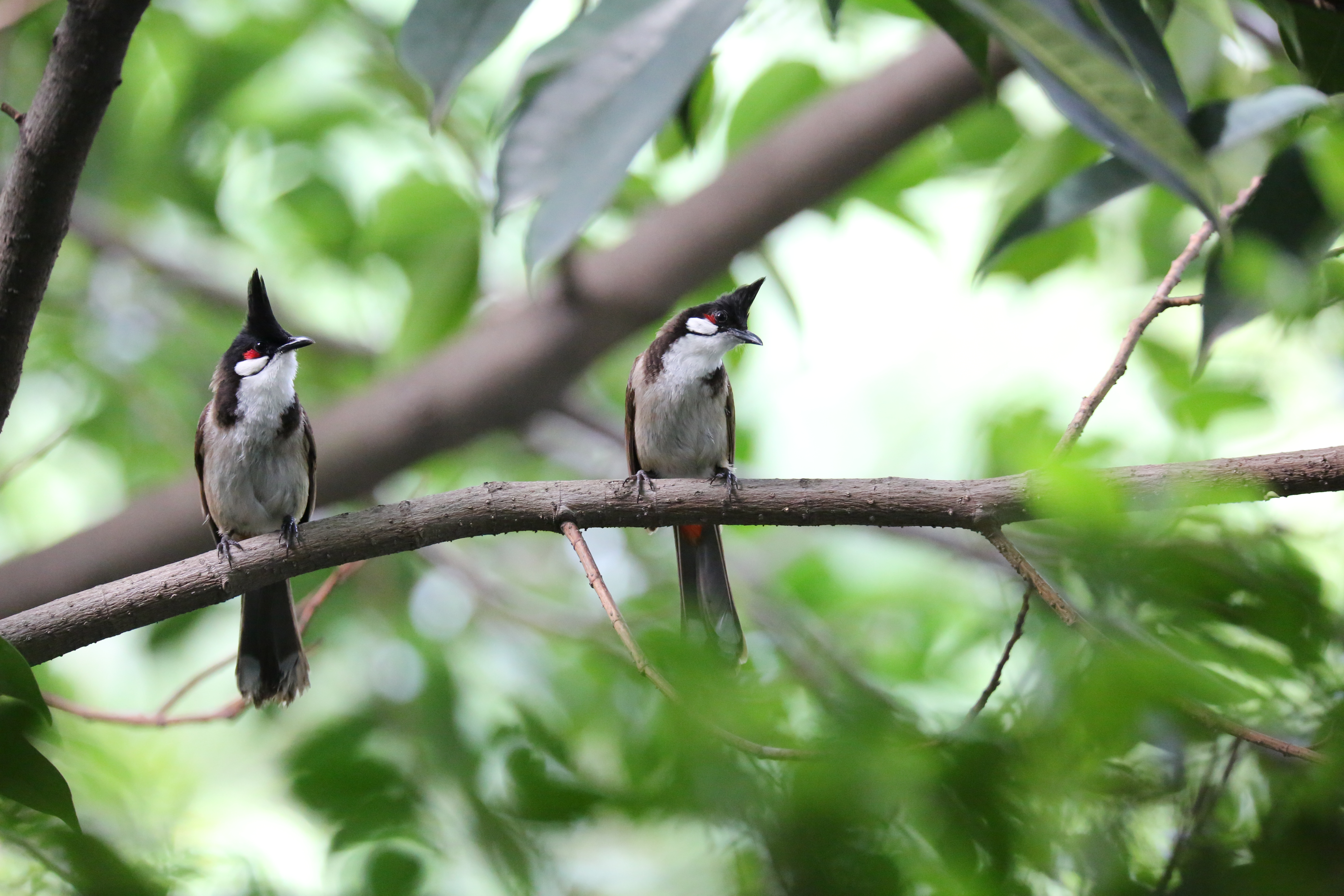 景美人善！我红耳鹎成都“安家”日常曝光