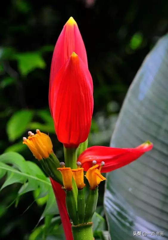 芭蕉叶画法教程,国画芭蕉画法视频