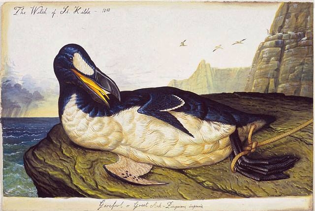 已经灭绝的32种企鹅图片,现在的企鹅是不是真的企鹅