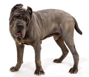 全球十大猛犬藏獒都排不上名次,藏獒vs各种猛犬谁是霸主