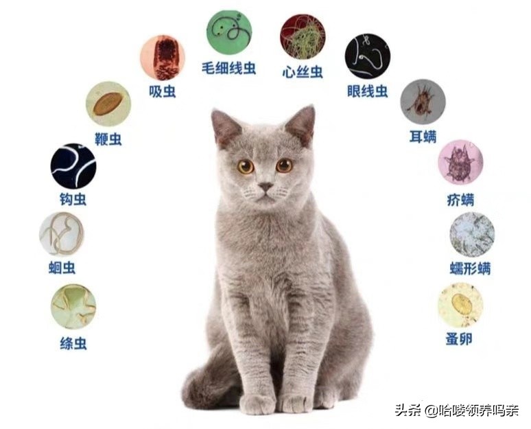 刚捡回来的流浪幼猫太凶怎么处理,流浪猫小奶猫救助方法及注意事项