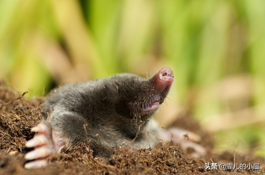 奇思妙想的动物有哪些,动物们的奇思妙想
