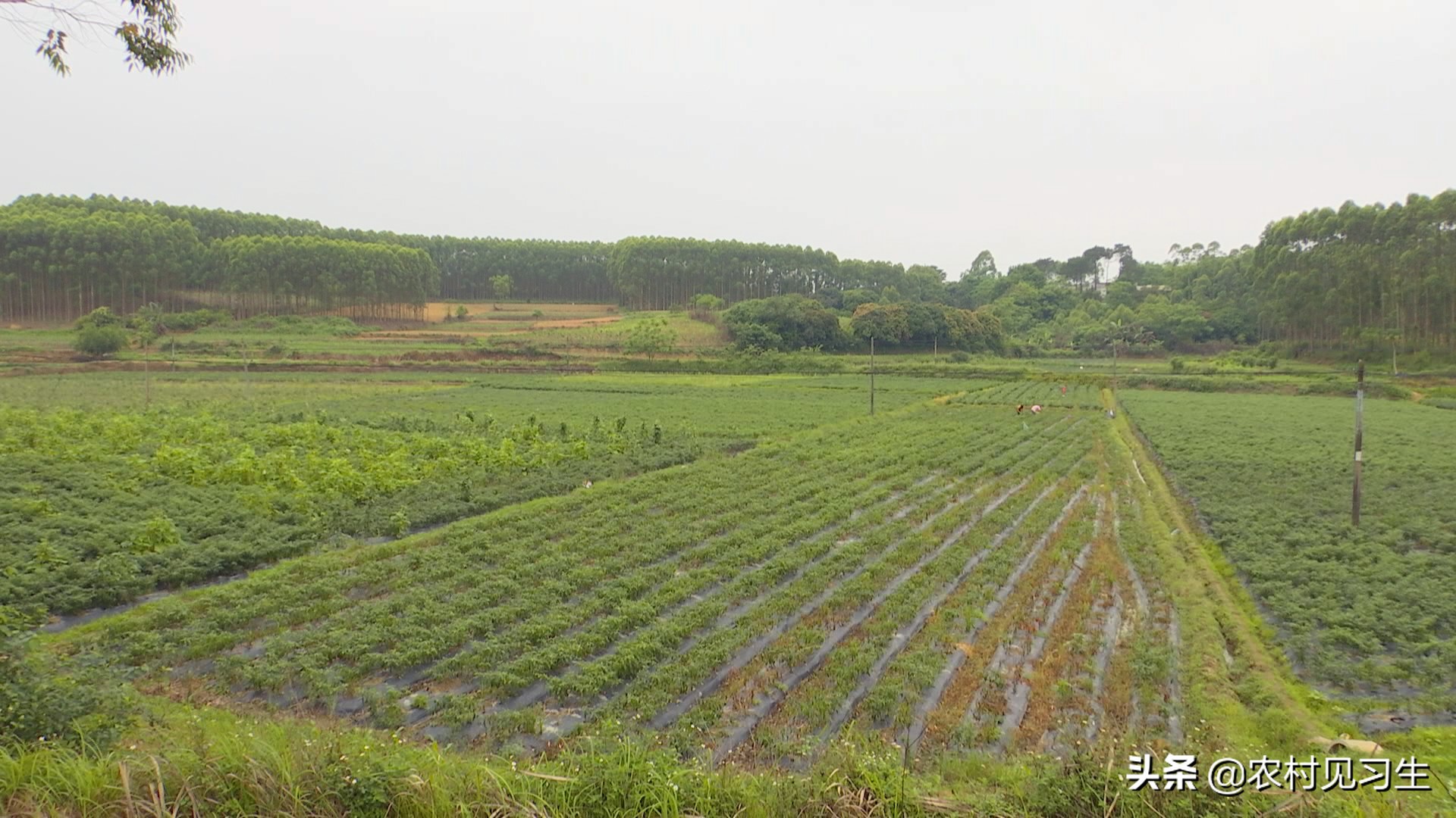 湖南辣椒卖出天价,湖南本地辣椒几百一斤