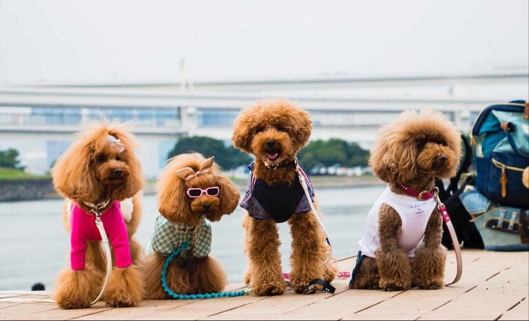 养一只泰迪狗应该花多少钱,养一只泰迪需要花多少钱