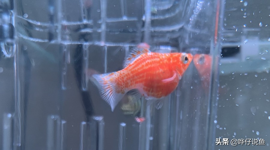 如何知道鱼缸硝化细菌已经培养好,怎么给鱼缸增加硝化细菌