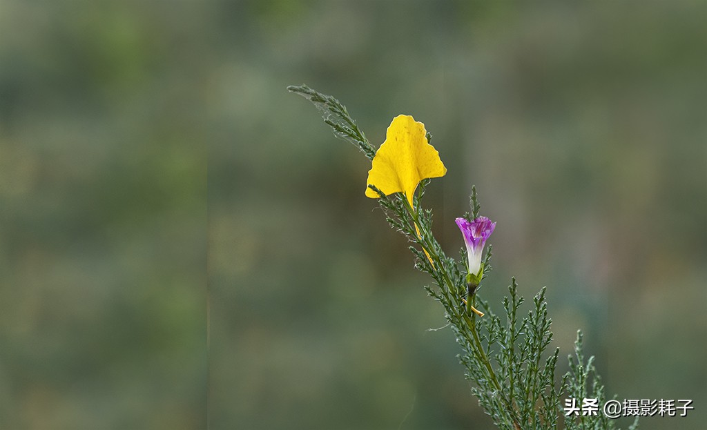 北京看银杏树林最好的地方,丰台区银杏林地址