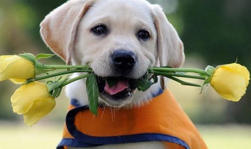 拉布拉多养狗注意事项和禁忌,拉布拉多幼犬不建议散养