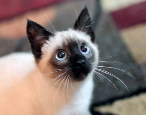 养猫首选这几种猫既便宜又好养,养猫新手适合养什么猫500元左右