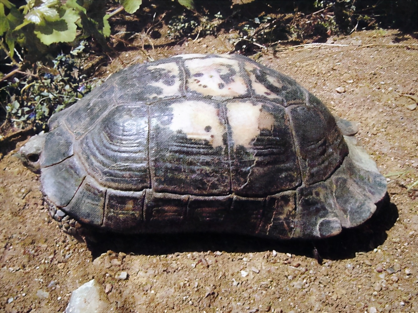 各种龟类图片大全大图,龟类展示会