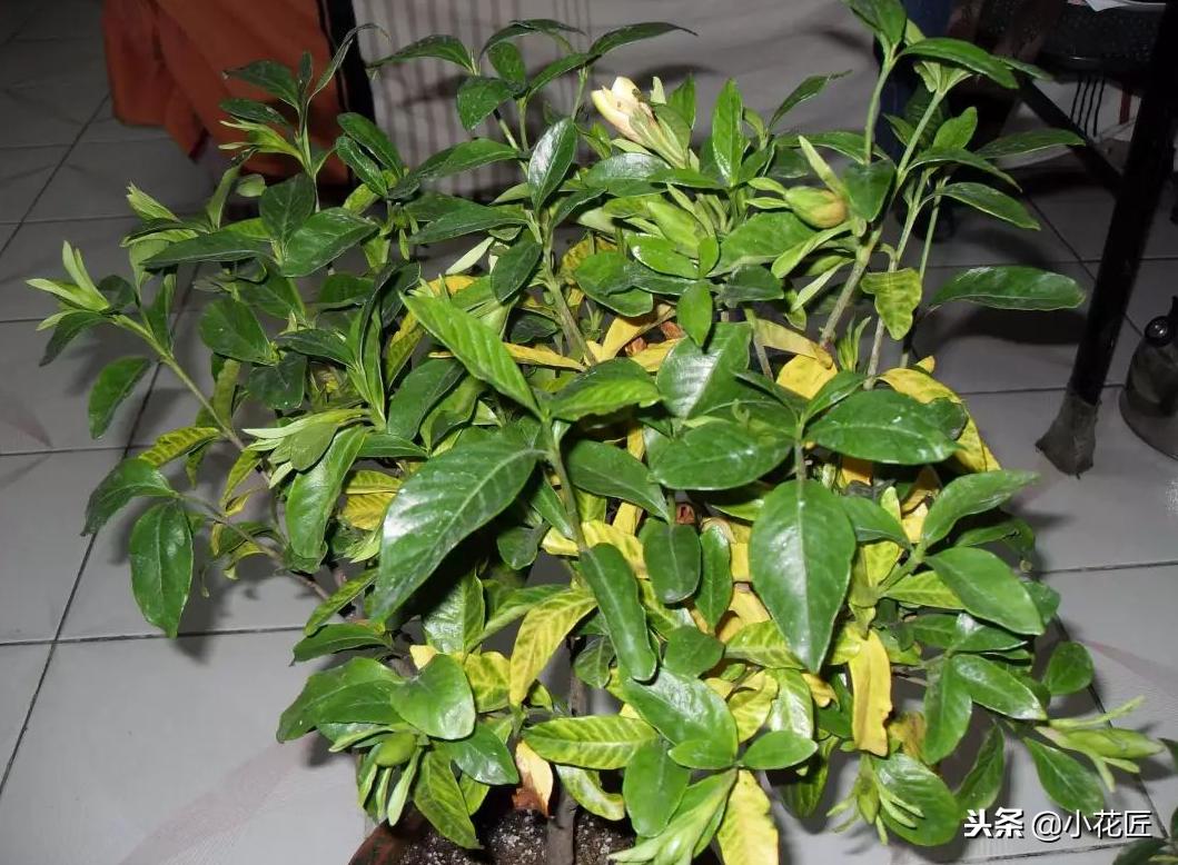 栀子花黄叶掉花苞后怎么处理,新买栀子花出现黄叶掉花苞