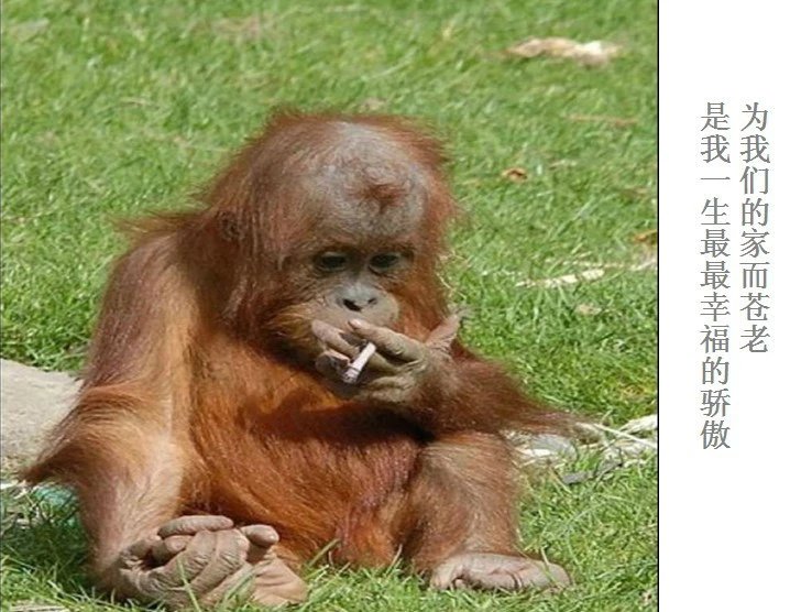 我只想说声爱你,只想再爱你一次