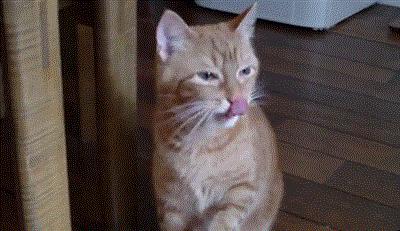 怎样让猫咪远离一个地方,怎么让猫咪远离耳螨