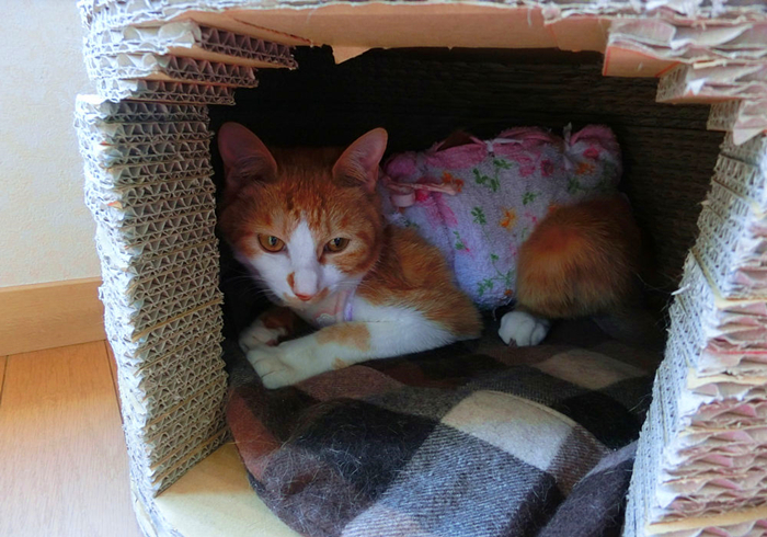 带猫咪回家过年猫咪害怕怎么办,过年带猫回家猫咪特别害怕怎么办