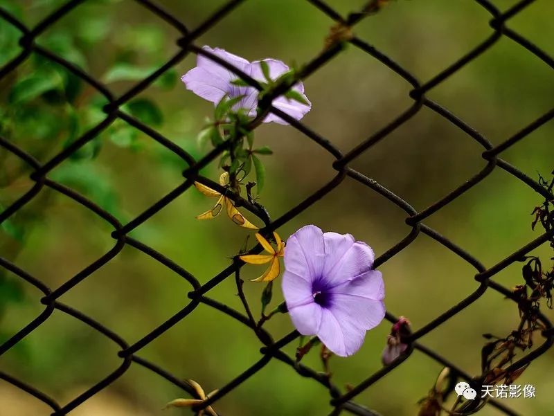 寰曞崱s2180瀹氱劍闀滃ご浠锋牸,寰曞崱m绯诲垪闀滃ご澶у叏