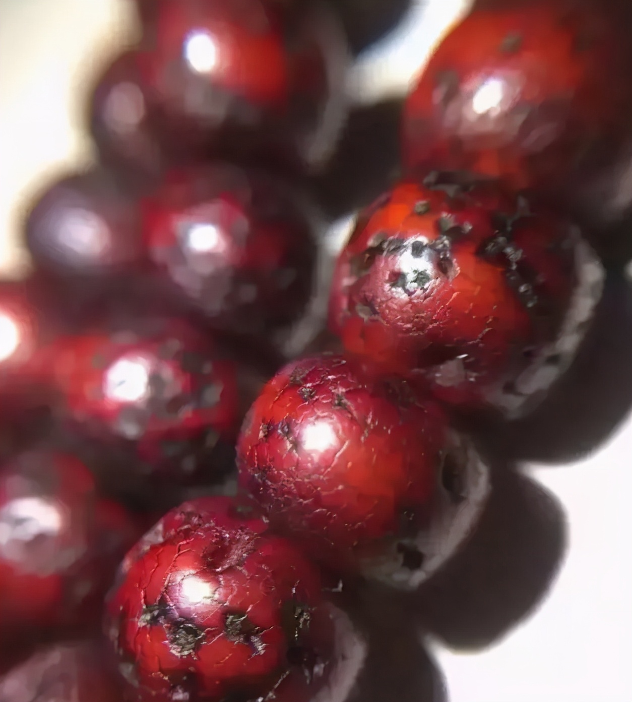 星月菩提中最高形态,星月菩提各个时期的变化