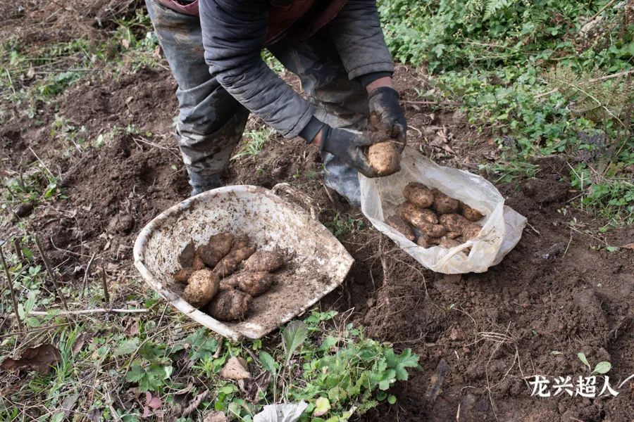 安徽道地药材天麻,天麻的道地药材