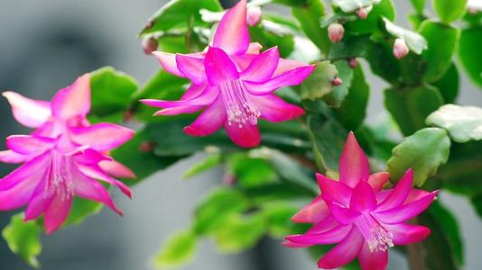 盘点世界各国国花你最喜欢哪种,盘点各国国花