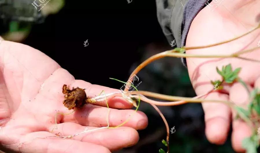 秦岭采药人有声小说,秦岭采药人听书