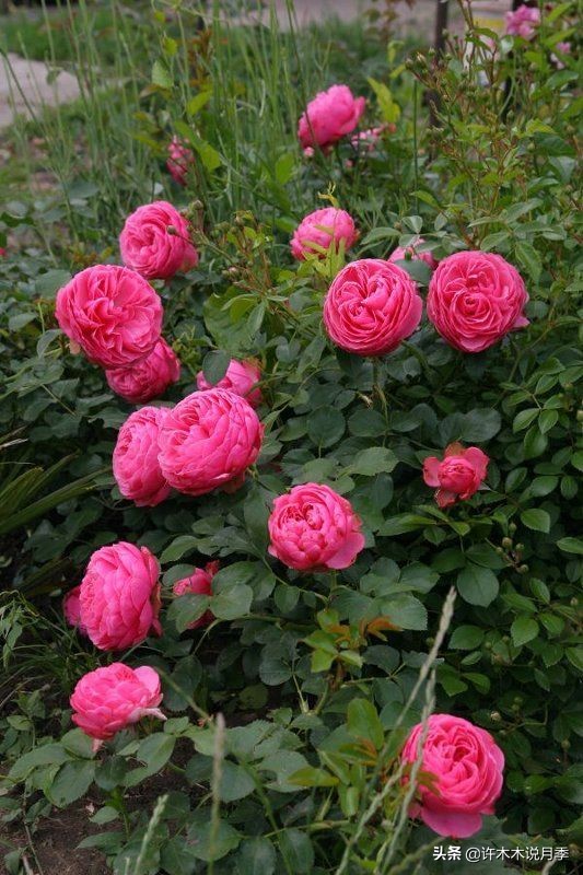 买到假月季苗怎么办,怎样网购月季不受骗