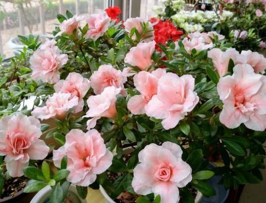 带回家的松针土该怎么处理？杀虫灭菌、发酵，几个月就成养花土