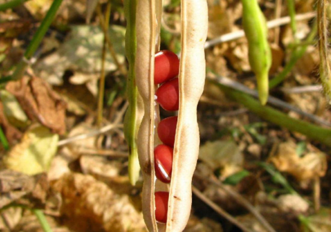 红小豆适合什么土壤种植,红小豆播种和管理