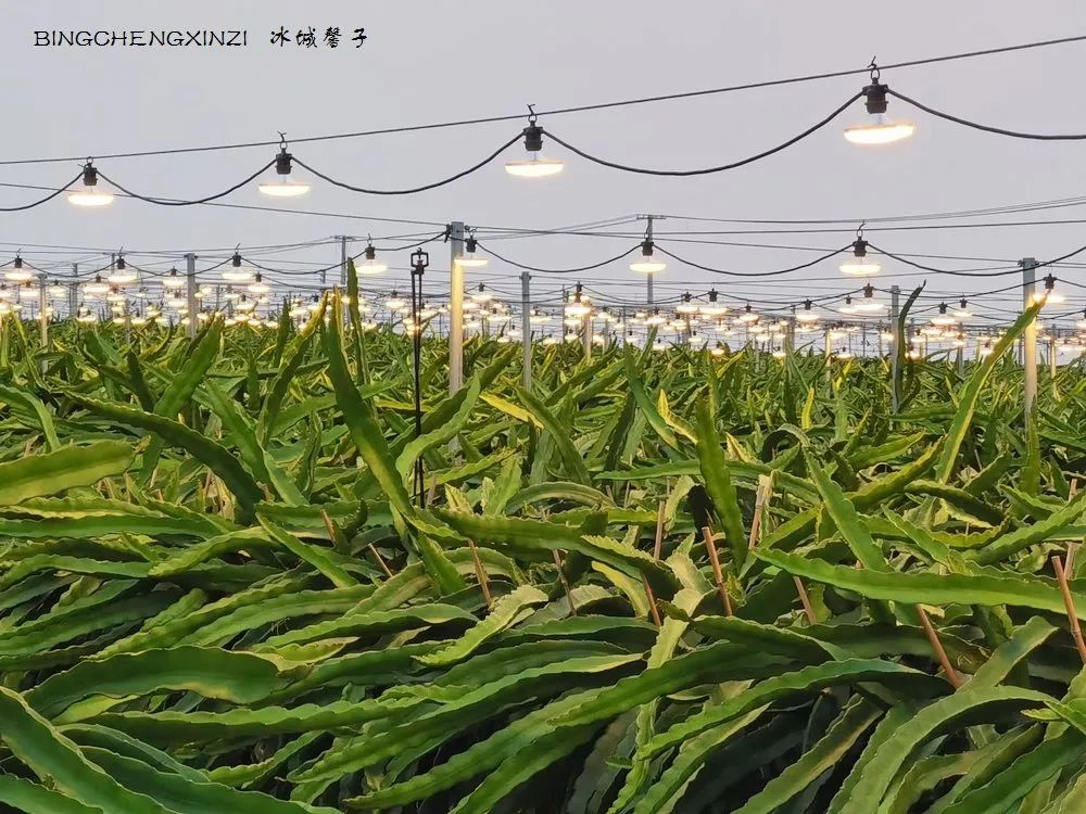 做把“村姑”，走进海南灯火灿烂的火龙果园