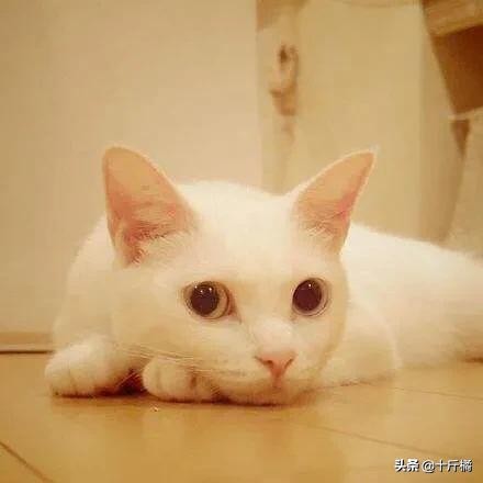 舞痴猫咪：每一个不曾起舞的日子，都是对生命的辜负！